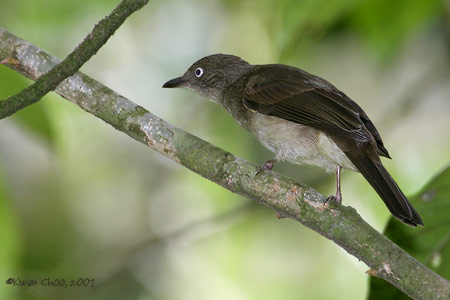 Cream-vented Bulbul