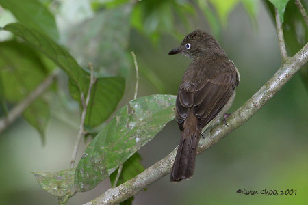 Cream-vented Bulbul