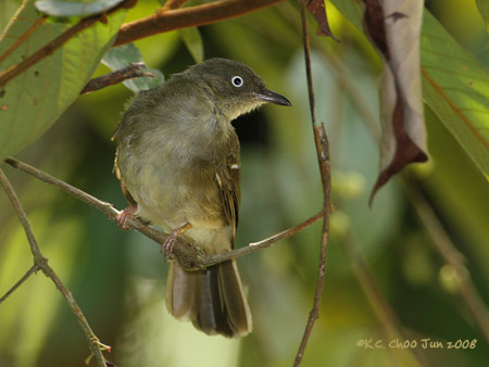 Cream-vented Bulbul