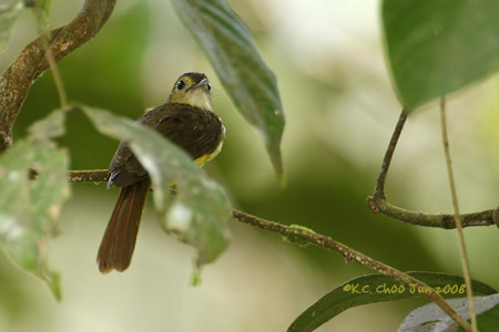 Flavescent Bulbul