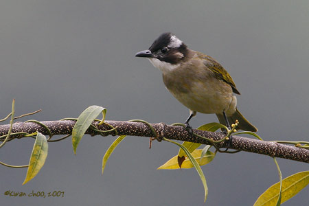 Light-vented Bulbul