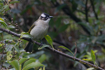 Light-vented Bulbul
