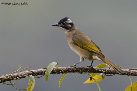 Light-vented Bulbul