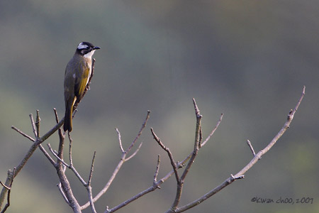 Light-vented Bulbul