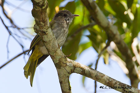 Mountain Bulbul