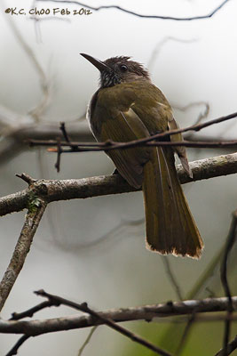 Mountain Bulbul