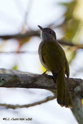 Mountain Bulbul