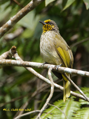 Stripe-throated Bulbul