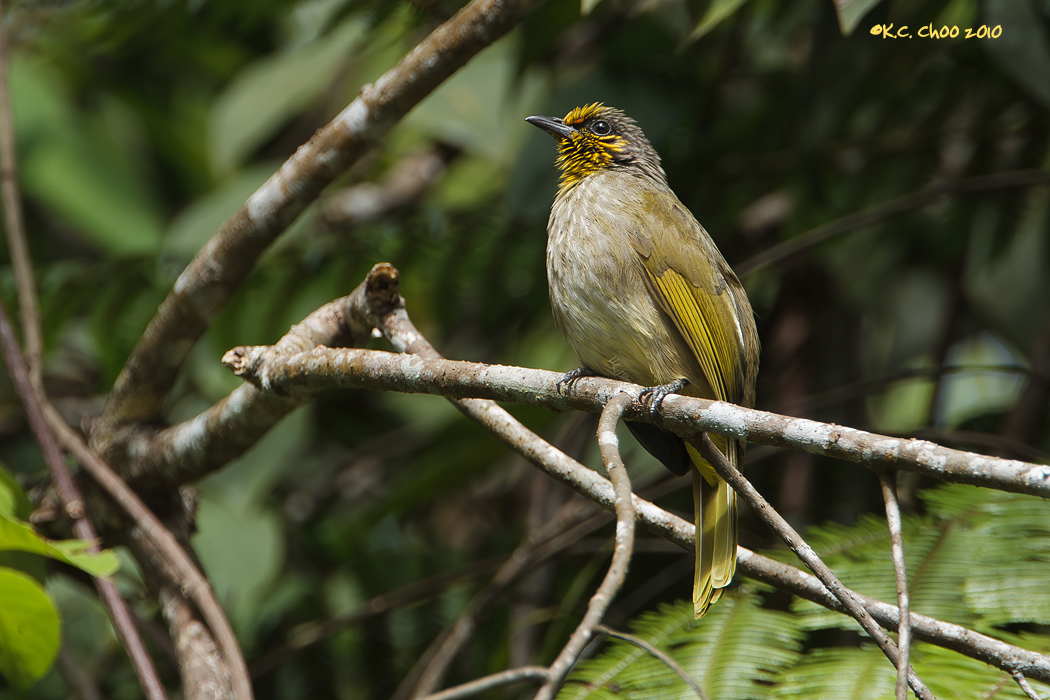 Stripe-throated Bulbul
