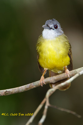 Yellow-bellied Bulbul