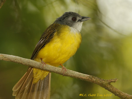 Yellow-bellied Bulbul