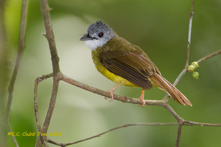 Yellow-bellied Bulbul