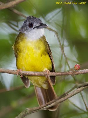 Yellow-bellied Bulbul