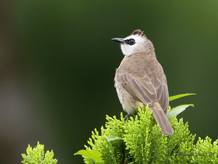 Yellow-vented Bulbul