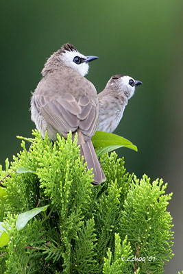 Yellow-vented Bulbul