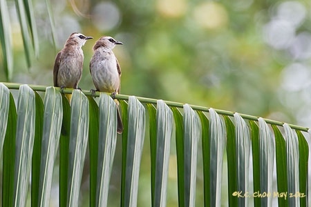 Yellow-vented Bulbul