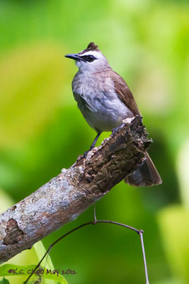 Yellow-vented Bulbul