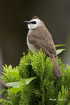 Yellow-vented Bulbul