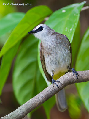 Yellow-vented Bulbul