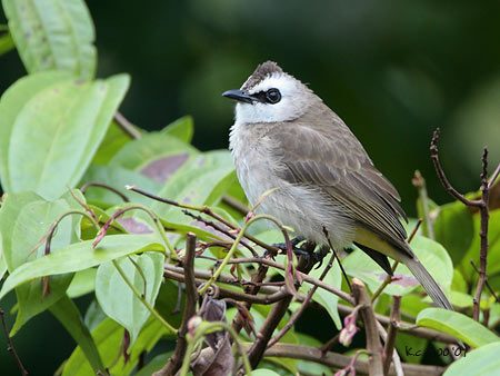 Yellow-vented Bulbul