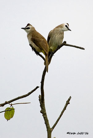Yellow-vented Bulbul