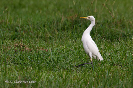 Cattle Egret