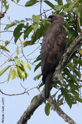 Changeable Hawk-eagle