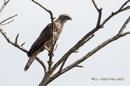 Changeable Hawk-eagle