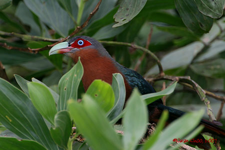Chestnut-breasted Malkoha