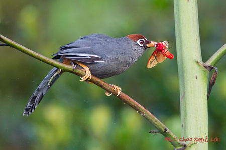Chestnut-capped Laughing Thrush