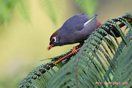 Chestnut-capped Laughing Thrush