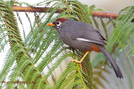 Chestnut-capped Laughingthrush