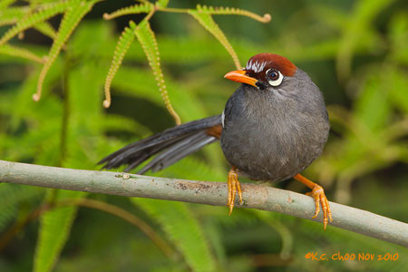 Chestnut-capped Laughingthrush