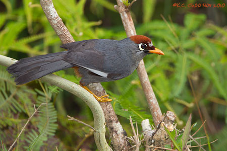 Chestnut-capped Laughingthrush