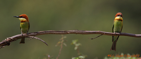 Chestnut-headed Bee-eater