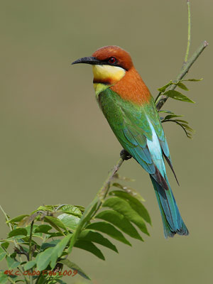 Chestnut-headed Bee-eater