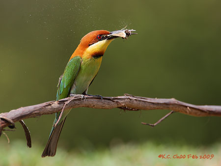 Chestnut-headed Bee-eater