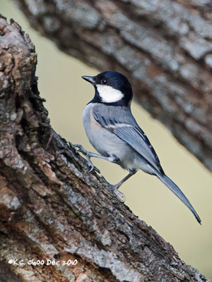 Cinerous Tit