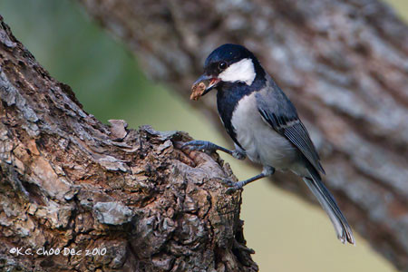 Cinerous Tit