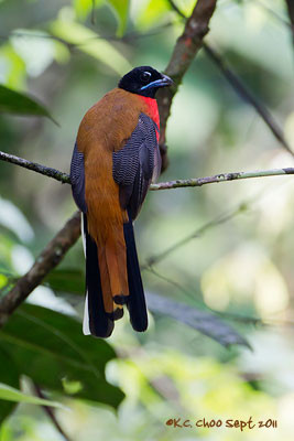 Cinnamon-rumped Trogon