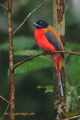 Cinnamon-rumped Trogon
