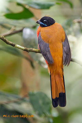 Cinnamon-rumped Trogon