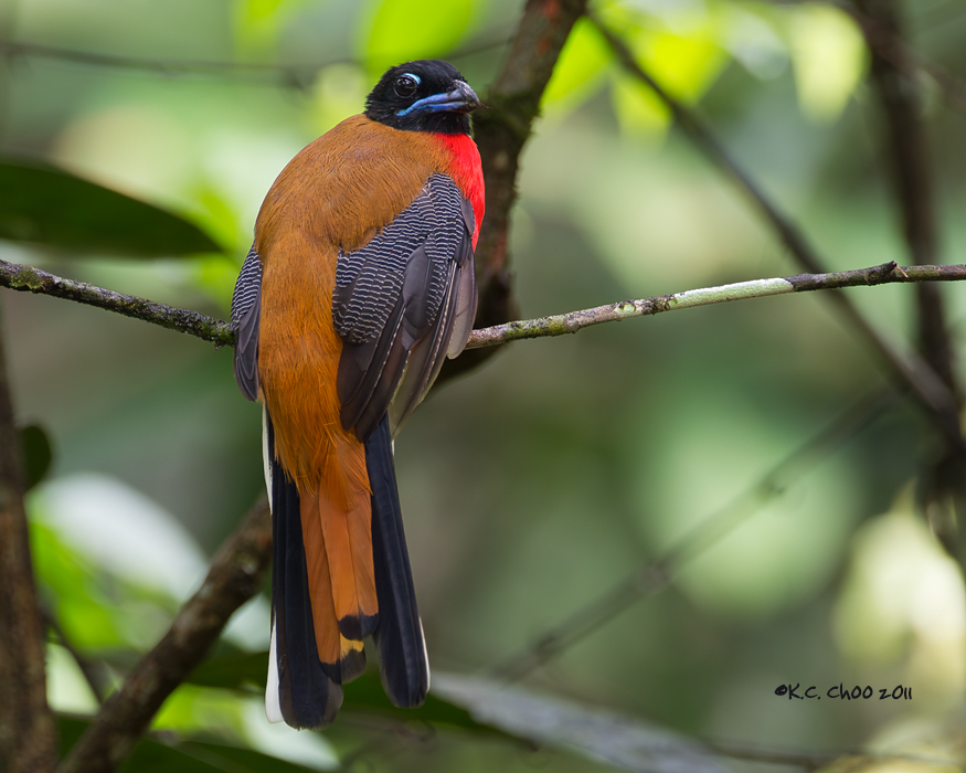 Cinnamon-rumped Trogon