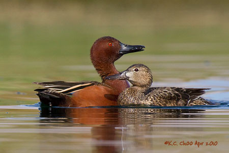 Cinnamon Teal