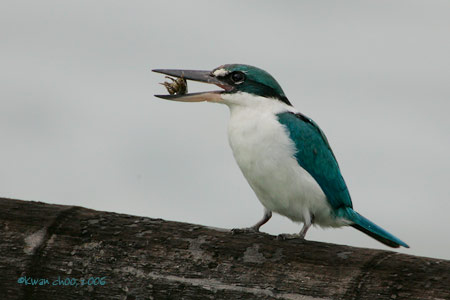 Collared Kingfisher