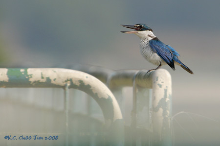 Collared Kingfisher