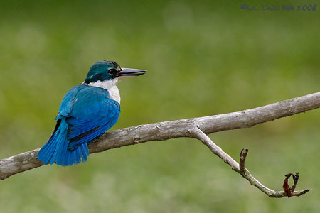 Collared Kingfisher