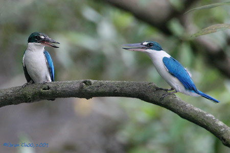 Collared Kingfisher