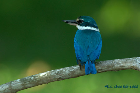 Collared Kingfisher