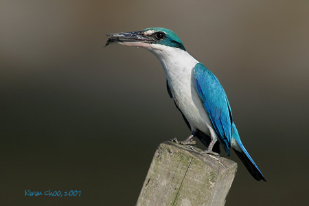 Collared Kingfisher